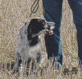 Setter Anglais RAMSES DE LA TOUR MADELOC Setter Anglais RAMSES DE LA TOUR MADELOC